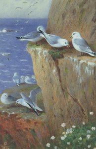 カモメ 作： Archibald Thorburn