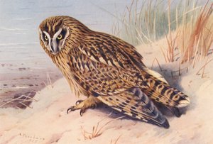 コノハズク（カラーリトグラフ） 作： Archibald Thorburn