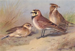 ショート・トゥード・ヒバリ、ショアヒバリ、カンムリヒバリ（カラーリトグラフ） 作： Archibald Thorburn