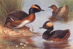 鳰鳥、鳰鳥、黒頸鳰鳥（カラーリトグラフ） 作： Archibald Thorburn
