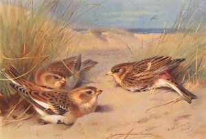 雪猟（冬）、トワイト（カラーリトグラフ） 作： Archibald Thorburn
