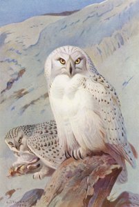シロフクロウ（カラーリトグラフ） 作： Archibald Thorburn