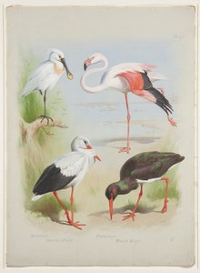 ヘラサギ、フラミンゴ、コウノトリ、1915年頃（紙に鉛筆の上に水彩とボディカラーを使用 作： Archibald Thorburn