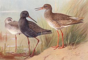 アカアシシギ（夏と秋）、アカアシシギ（カラーリトグラフ）