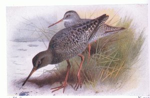 イギリス諸島の鳥とその卵の斑点を付けられたRedshank、1958年フレデリックワーン＆Co Ltd