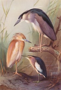 アオサギ、ダイサギ、コサギ（カラーリトグラフ） 作： Archibald Thorburn