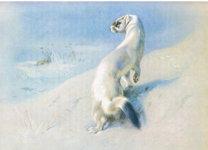 ストーア 作： Archibald Thorburn