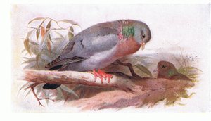 イギリスの島の鳥とその卵からのストックダブ、フレデリックワーン＆Co Ltdから出版、1958年