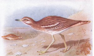 イギリスの島の鳥とその卵からのストーンカーリュー、1958年フレデリックワーン＆Co Ltdから出版