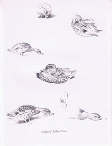 マガモの研究、1938