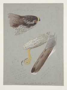 オオタカの頭部、足、翼の研究、1915年頃（紙に鉛筆の上に水彩とボディカラーを使用 作： Archibald Thorburn