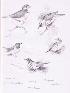 ツグミの研究、1938 作： Archibald Thorburn