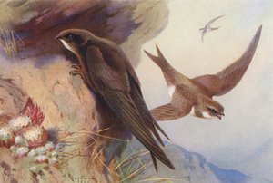 スイフト、アルパイン・スイフト（カラーリトグラフ） 作： Archibald Thorburn