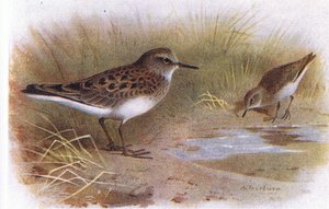 英国の島の鳥とその卵からのTemmincks Stint、Frederick Warne＆Co Ltd発行、1958年