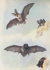 バーバステル 作： Archibald Thorburn