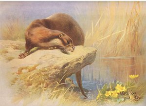 1920年頃、ロングマンズアンドカンパニー発行のThorburnの哺乳類のカワウソ 作： Archibald Thorburn
