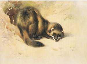 1920年頃、ロングマンズ社が発行したトールバーンの哺乳類からの子猫 作： Archibald Thorburn