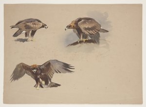 イヌワシの3つの小さなスケッチ、1915年頃（紙に鉛筆の上に水彩とボディカラーを使用 作： Archibald Thorburn