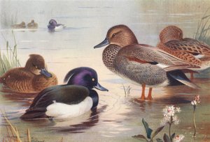 ツクシガモ（オス・メス）、ガシガモ（オス・メス）（カラーリトグラフ） 作： Archibald Thorburn