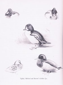 キンクロハジロ、マガモ、バローズゴールデンアイ、1938 作： Archibald Thorburn