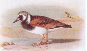 英国の島の鳥とその卵からのターンストーン、1958年フレデリックワーン＆カンパニー発行