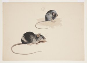 黒ネズミの2つの習作、1915年頃（紙に鉛筆の上に水彩とボディカラー）。