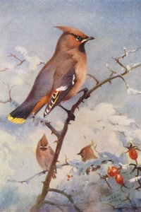 ワックスウィング（カラーリトグラフ） 作： Archibald Thorburn