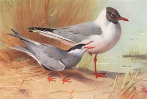 ウィスカーアジサシ、クロアシアカモメ（夏）（カラーリトグラフ） 作： Archibald Thorburn