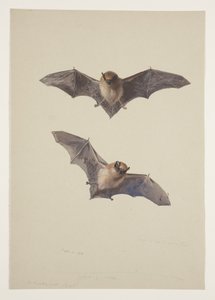 ひげを生やしたコウモリ、1915年頃（紙に鉛筆の上に水彩とボディカラーを使用 作： Archibald Thorburn