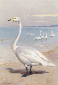 オオハクチョウ（カラーリトグラフ） 作： Archibald Thorburn