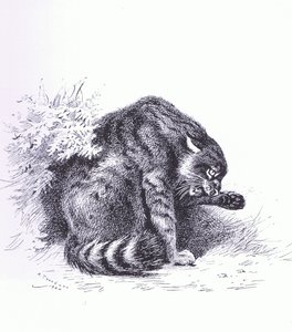 山猫」（ブッククラブアソシエイツ刊 作： Archibald Thorburn
