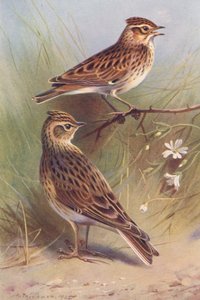 ウッドラーク、スカイラーク（カラーリトグラフ） 作： Archibald Thorburn