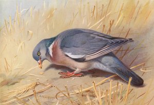 ウッド・ピジョン（カラーリトグラフ） 作： Archibald Thorburn