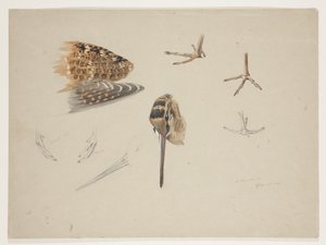 ウッドコックのくちばし、足、翼、1915年頃（紙に鉛筆の上に水彩とボディカラーを使用 作： Archibald Thorburn