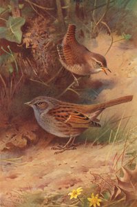 ミソサザイ、ヘッジ・スパロー（カラーリトグラフ） 作： Archibald Thorburn