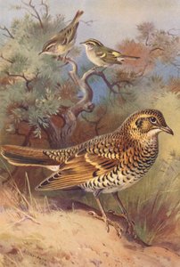 センダイムシクイ、オオヨシキリ、シロハラ（カラーリトグラフ） 作： Archibald Thorburn