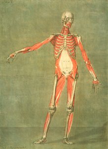 体の前部のより深い筋肉系、解剖学の完全なコースからのプレート5、アーティスト、パブによって刻まれたジェデロットのテキスト。 1773（メゾチント） 作： Arnauld Eloi Gautier D