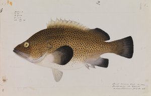 東ウィラ、Acanthistius ocellatus 作： Arthur Bartholomew