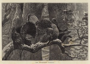 勝利の七面鳥 作： Arthur Boyd Houghton