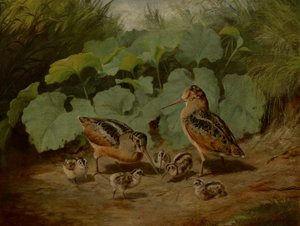 ウッドコックとヤング 作： Arthur Fitzwilliam Tait