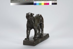 ヒョウの散歩