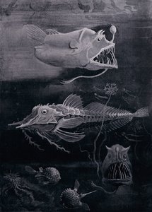 深海魚