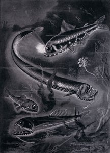 自照式の魚（リトグラフ
