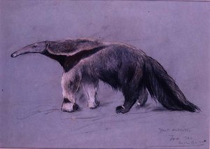 オオアリクイ 作： Arthur Wardle