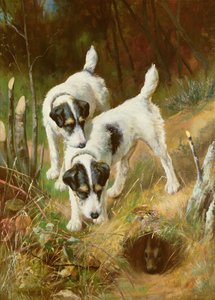 テリアのうさぎ 作： Arthur Wardle