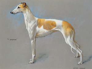 白と子鹿のチャンピオン グレイハウンド雌犬「バーメイド」 (紙にパステル)