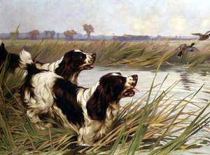 マガモを追いかける 2 つのスプリンガー 作： Arthur Wardle