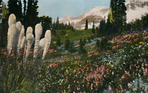 マウントレーニア国立公園、c1916で成長しているインドのバスケット草 作： Asahel Curtis