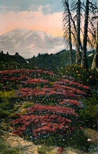 パープルヘザーが成長しているマウントレーニア国立公園、c1916 作： Asahel Curtis