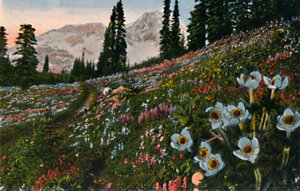 マウントレーニア国立公園、c1916のアネモネ 作： Asahel Curtis